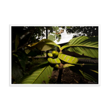 Danger is near - The Bornean Keeled Pit Viper