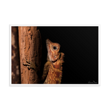 Borneo Anglehead Lizard