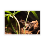 Brown marsh frog