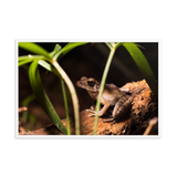 Brown marsh frog