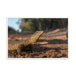 Sand Goanna