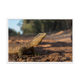 Sand Goanna