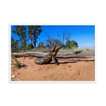 Shingleback Lizard