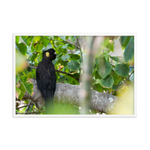 Yellow-tailed Black Cockatoo