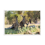 Eastern Grey Kangaroos