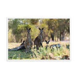 Eastern Grey Kangaroos