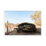 Murray River Turtle