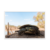 Murray River Turtle