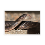 The Eastern Small-eyed Snake