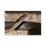 The Eastern Small-eyed Snake