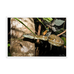 Coastal Carpet Python emerging from the forest