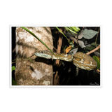 Coastal Carpet Python emerging from the forest