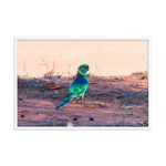 The Australian Ringneck Parrot