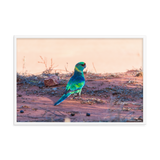 The Australian Ringneck Parrot