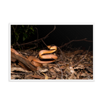 Brown Tree Snake