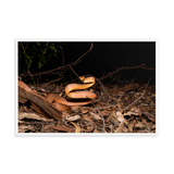 Brown Tree Snake