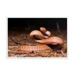 Brown Tree Snake (Juvenile)