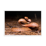 Brown Tree Snake (Juvenile)