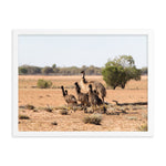 Mob of Emus