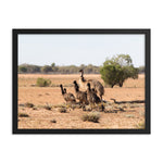 Mob of Emus