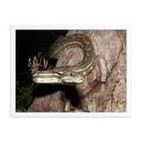 Carpet Python (Close-up)